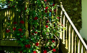 Roses on the Balcony