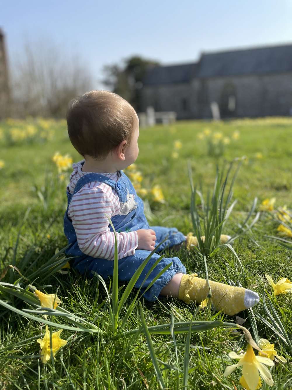 Daffodils at Stonehayes Farm