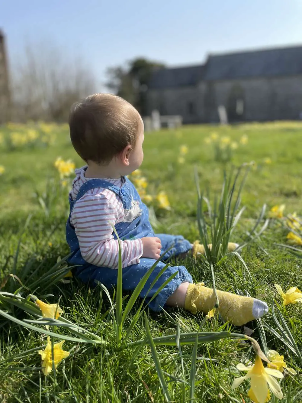 Daffodils at Stonehayes Farm