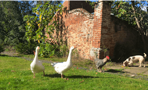 Garden visitors