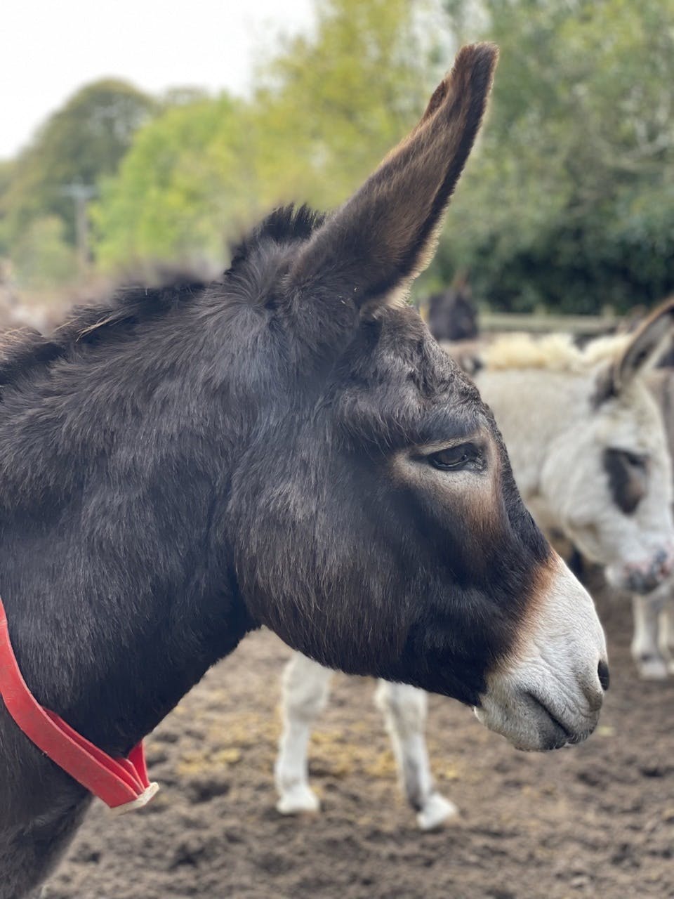 A donkey at The Donkey Sanctuary