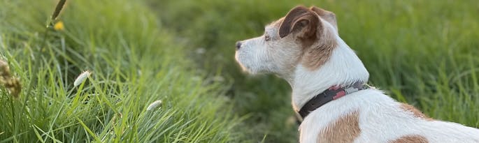 Large Pet Friendly Cottages For Family Celebrations