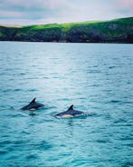 Dolphins  nr Port Isaac