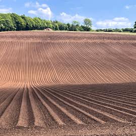 Potatoes in May planted at Snowshill Potatoes in May planted at Snowshill