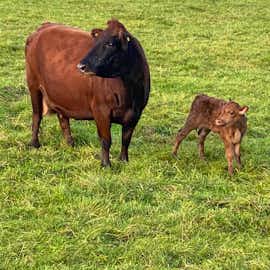 Our lead cow Abi and new calf Our lead cow Abi and new calf