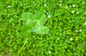 The Cottage Beyond: Scour the fields for lucky four leafed clovers