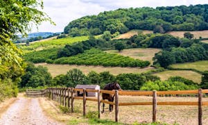 A  beautiful brown horse in a field with stunning acres of woodland beyond it at Orchard House  - www.bhhl.co.uk