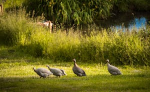 Guinea fowl stroll the grounds