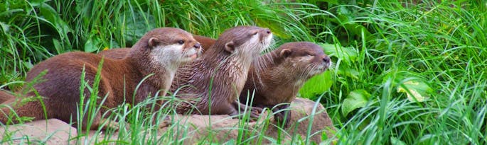 Wildwood Devon: Things to do On Your Holidays In Devon