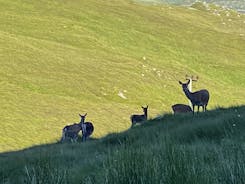 Deer Herd in North Harris Hills.