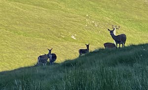 Deer Herd in North Harris Hills.