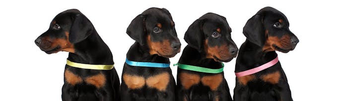 Dog Friendly Holiday Houses