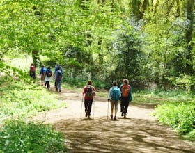 Borthwood Copse