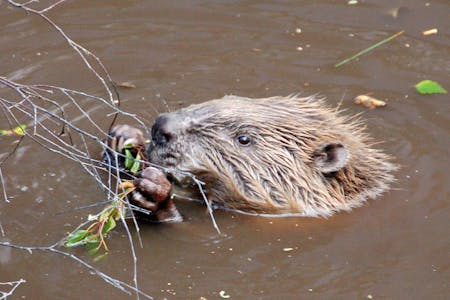 Beaver