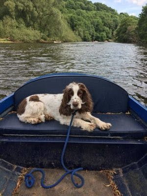 Dog relaxing on boat in the Wye Valley - Things to do