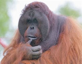 Monkey World