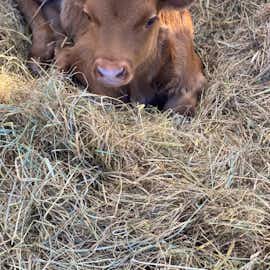 New arrival New arrival