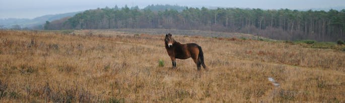 7 Good Walks in the Quantock Hills