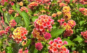 Flowers around Villa Mimosa