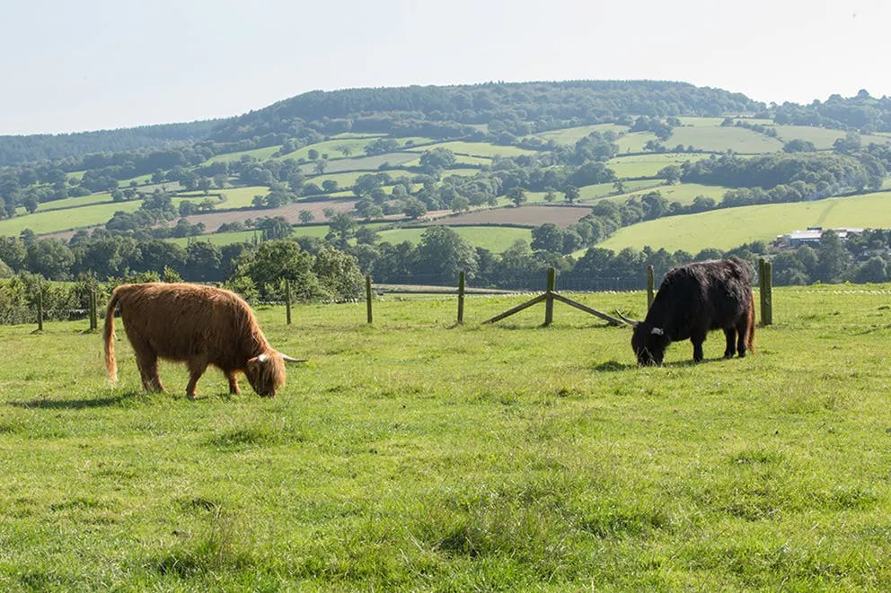 Cows at Blackdown Luxury Lettings