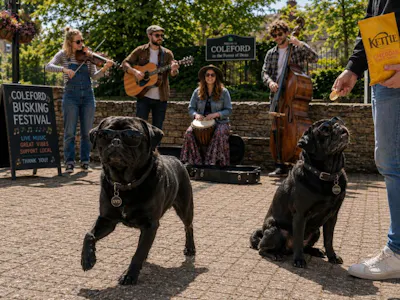 two black pugs with the buskers