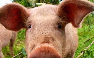 'Holiday Accommodation On A Farm For Large Groups' - Holiday Ideas