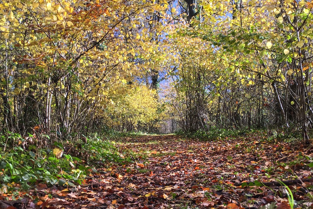 The wonderful colours of autumn up in the woods
