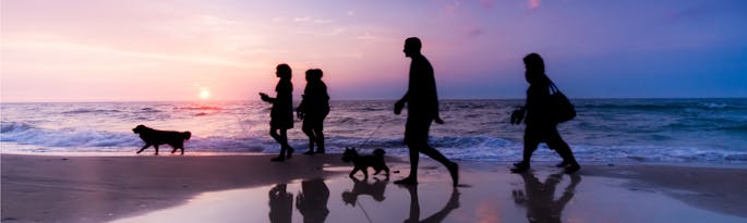 Dog Friendly Holidays in Somerset