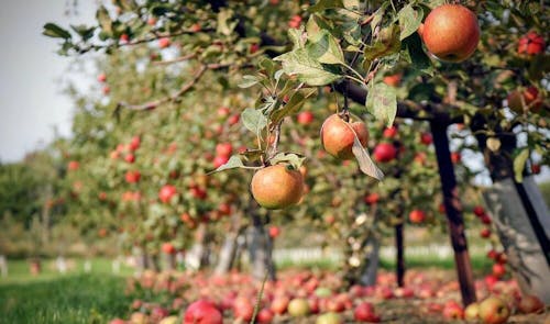 Apple trees for cider making - bhhl.co.uk