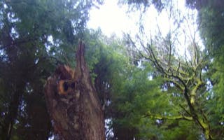 'Woodlands around Barlings Barn' - Holiday Ideas
