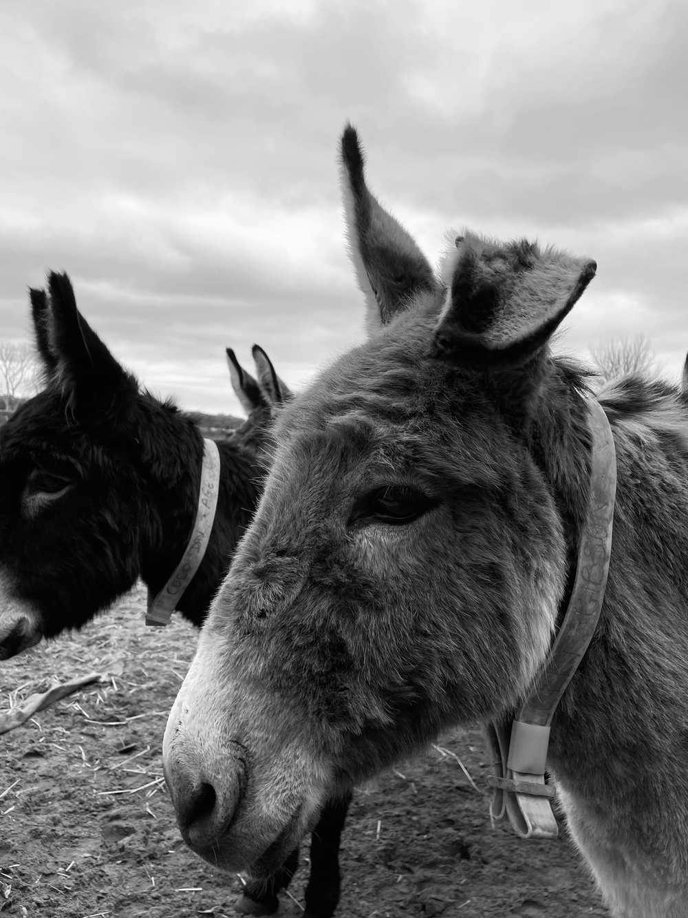 The Donkey Sanctuary, Sidmouth