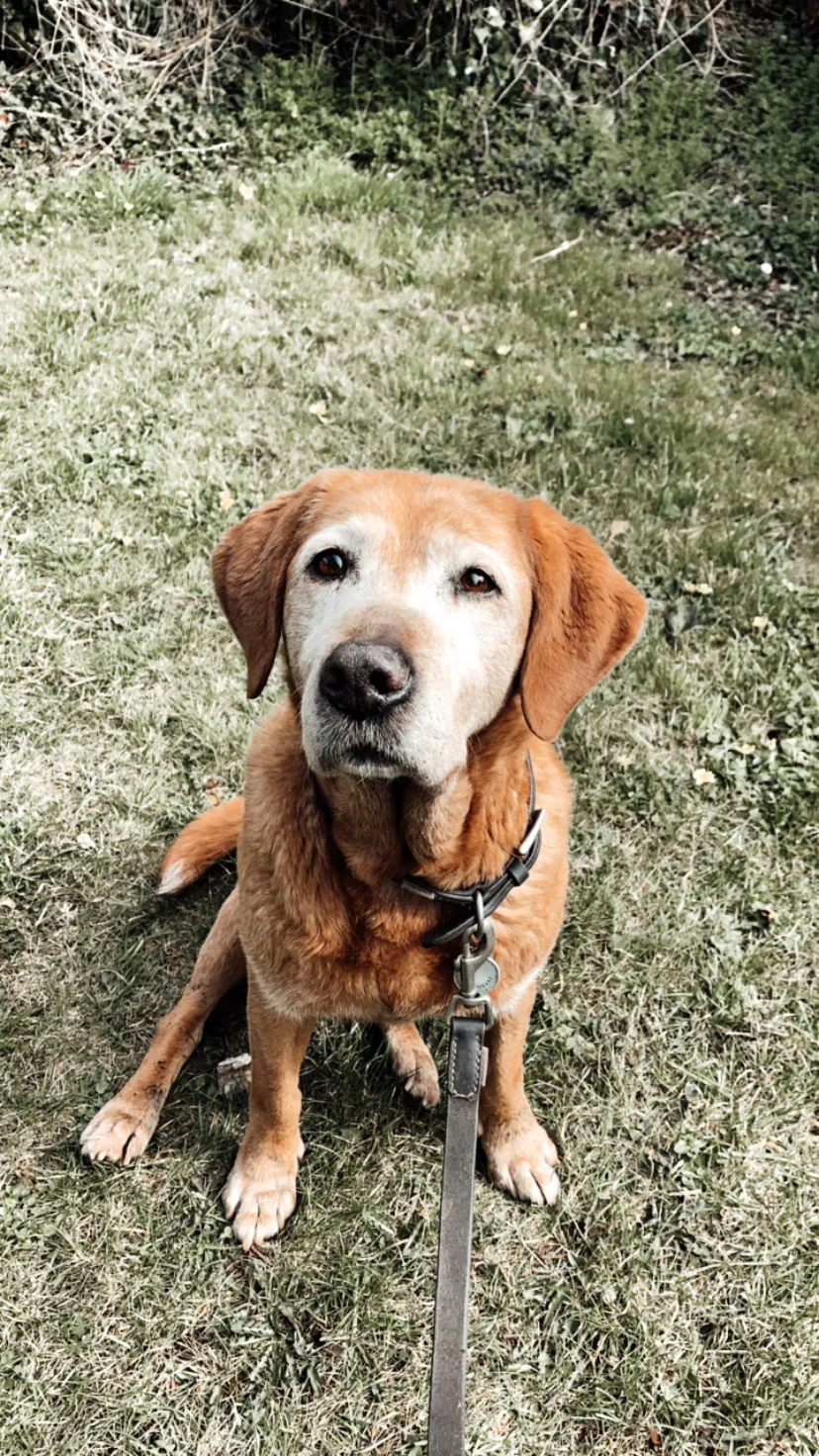 Stonehayes farm is dog friendly