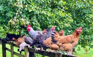 The Cottage Beyond: These happy hens live in the orchard