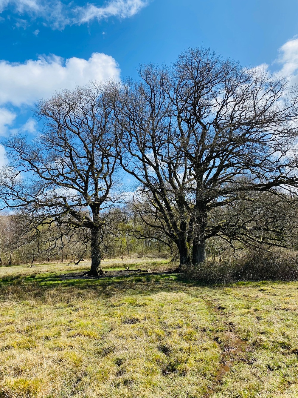 Langford Heathfield Wildflower Walk