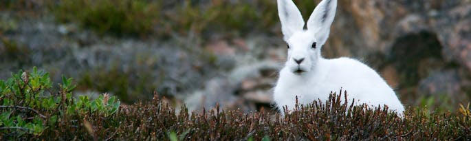 Hare Today, Hopefully Tomorrow