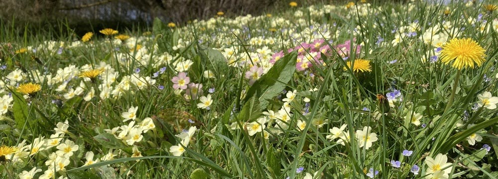 Bank of spring flowers