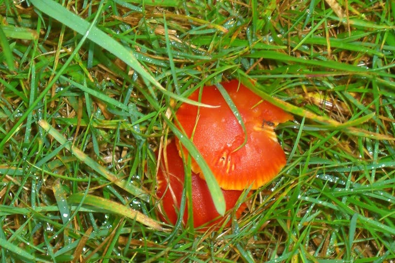 Waxcap Fungus at Bodfan, Anglesey