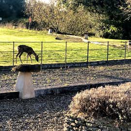Deer mowing the lawn   Deer mowing the lawn