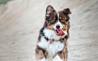 'Sandy Paws Holidays Isle of Bute Scotland' - Holiday Ideas