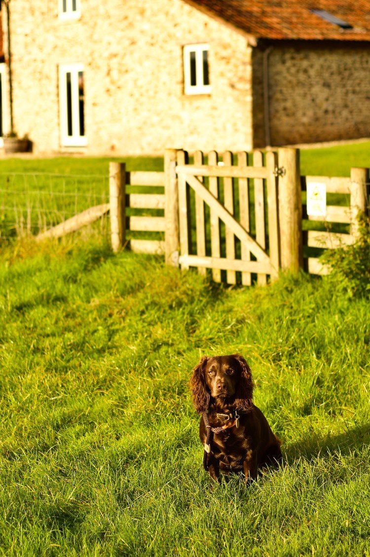 Chocolate springer spaniel at Stonehayes