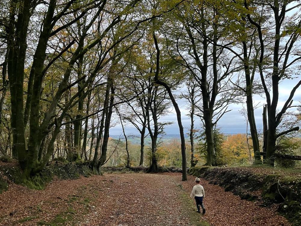 Family friendly woodland walks