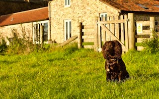 'Dog Friendly Holiday Cottages in Devon' - Holiday Ideas