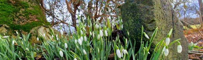 Snowdrops ...a first hint of Spring