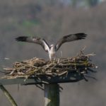 'Holiday Accommodation near Rutland's nature reserve' - Holiday Ideas