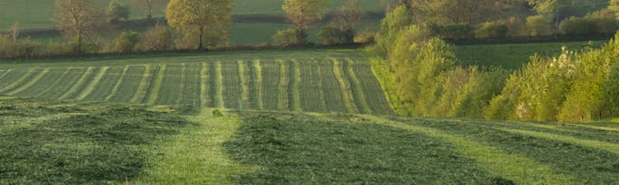 How green is our valley?