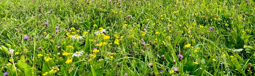 Wildflowers thriving in our Wildflower Meadow