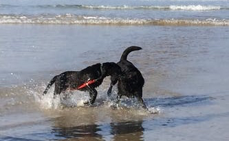 coastal breaks with dogs