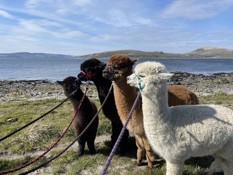 'Family holidays - Cottage Accommodation  - Argyll and Bute - Isle of Bute -Scotland' - Holiday Ideas