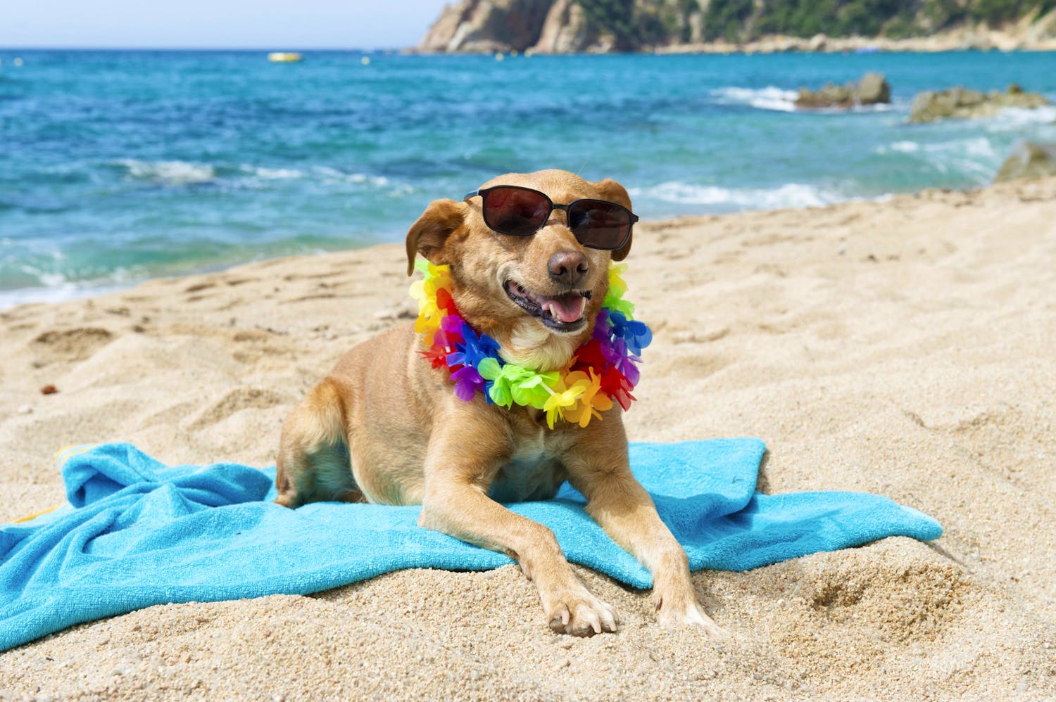 Seaside Holidays Uk Dogs Seaside Holidays Uk Dogs