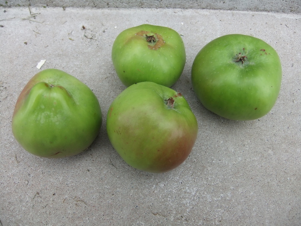 First bramley apples from our tree